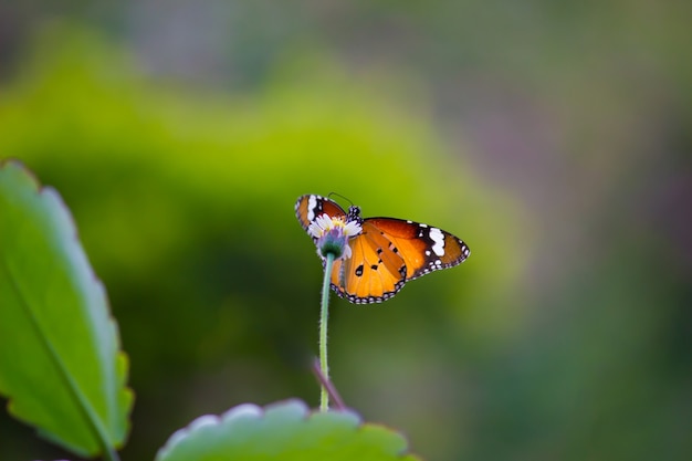 The Plain Tiger Butterfly