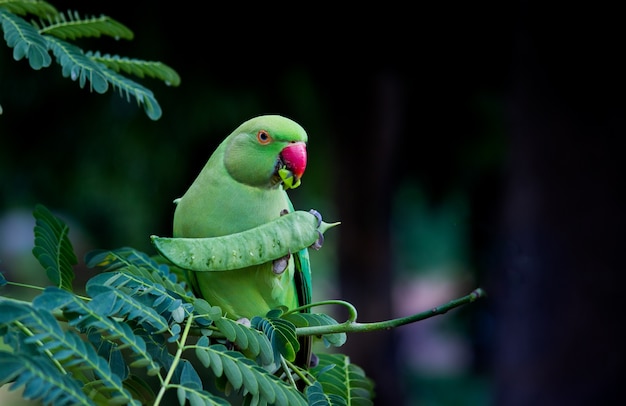 The Rose Ringed Parakeet