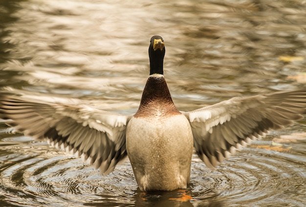 The Wings Of Duck