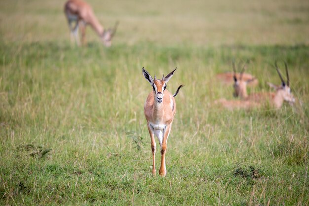 Thomson Gazelle nella savana tra l'erba