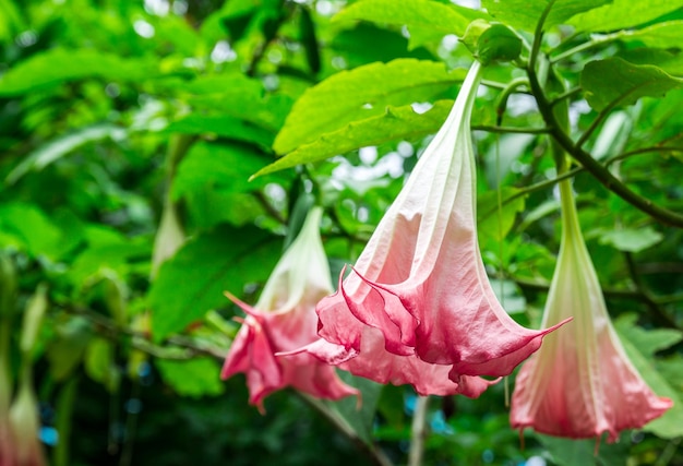 Thorn Apple Datura fastuosa L fiore sfondo