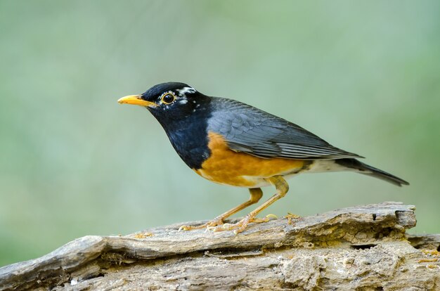 Thrush dal petto nero o dissimilis del Turdus.