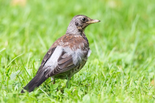 Thrush grasslander sull&#39;erba