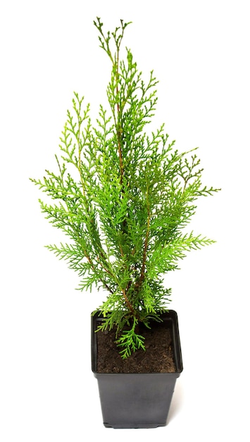 Thuja Biota orientalis in un vaso isolato su sfondo bianco