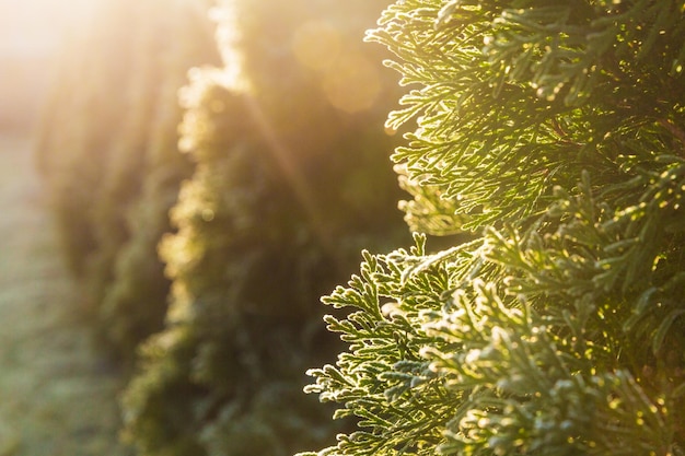 Thuja durante il primo gelo Bianco smerigliato Mattinata soleggiata Bokeh