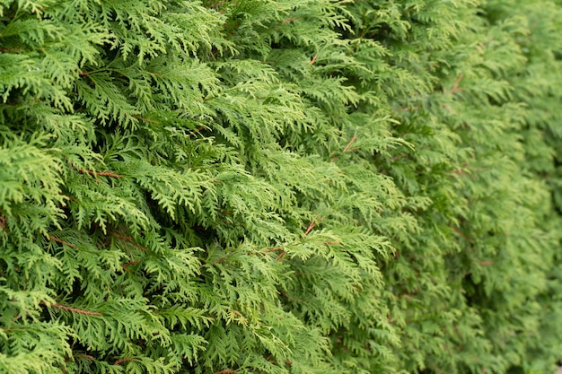 Thuja green è uno sfondo moderno per un sito Web di giardinaggio rami di thuja primo piano in una giornata di sole