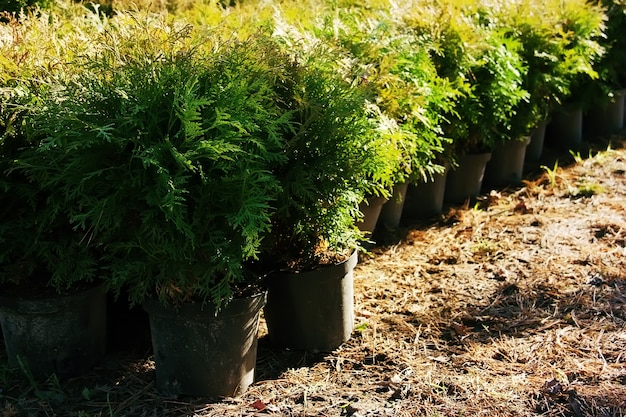 Thuja occidentalis Fila di vasi da fiori con piante da giardino