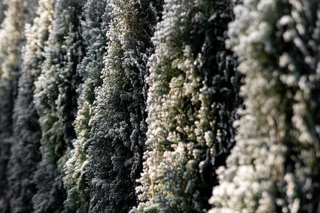 Thuja ramo di conifere nella neve illuminata dal sole