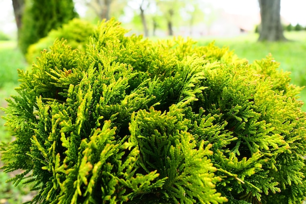 Thuja tosato sul prato che modella la corona del giardino di thuja e del parco floricoltura e orticoltura l