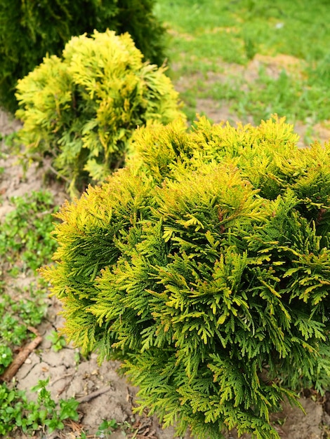 Thuja tosato sul prato Modellare la corona di thuja Giardino e parco Floricoltura e orticoltura Paesaggistica di aree urbane e rurali Foglie e aghi di conifere gialloverde