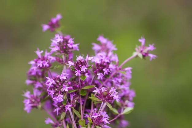 Thymus serpyllum Breckland timo crawling timo o piante di timo elfin in stagione di fioritura