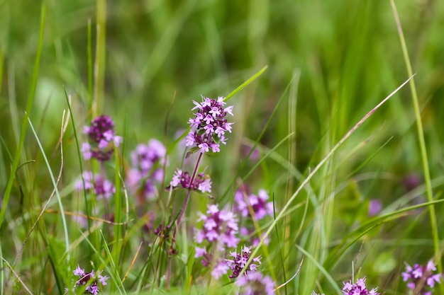 Thymus serpyllum Breckland timo crawling timo o piante di timo elfin in stagione di fioritura