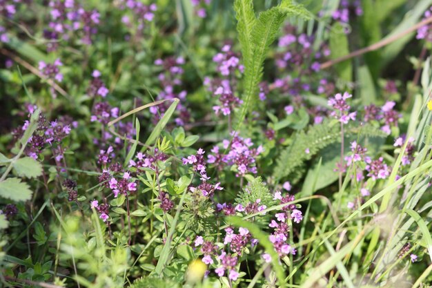 Thymus serpyllum Breckland timo crawling timo o piante di timo elfin in stagione di fioritura