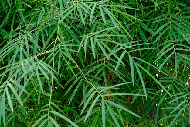 Thyrsostachys è un genere di bambù cinese e indonesiano della famiglia delle graminacee. foglie verdi di bambù.