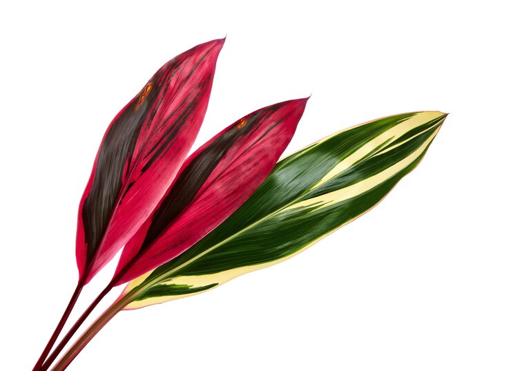 Foto ti pianta o cordyline fruticosa foglie, fogliame colorato, isolato su sfondo bianco