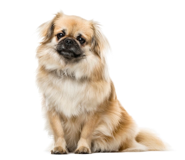 Tibetan Spaniel seduto, isolato su bianco