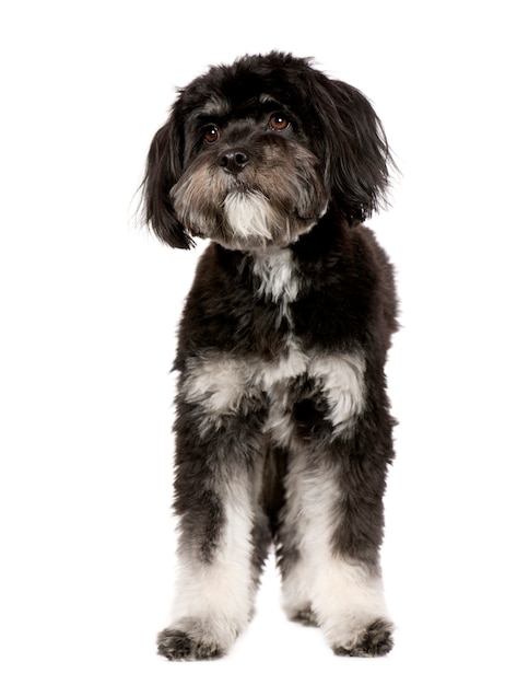 Tibetan Terrier (9 mesi)