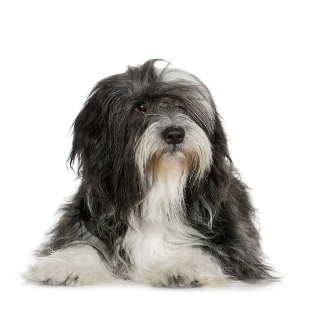 Tibetan Terrier con 6 anni. Ritratto di cane isolato