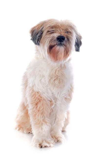 tibetano terrier