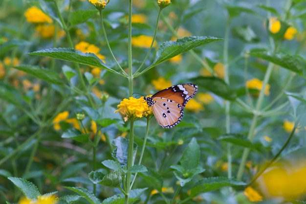 Tiger Butterfly sulla pianta del fiore