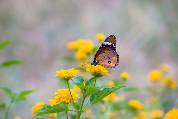 Tiger Butterfly sulla pianta del fiore