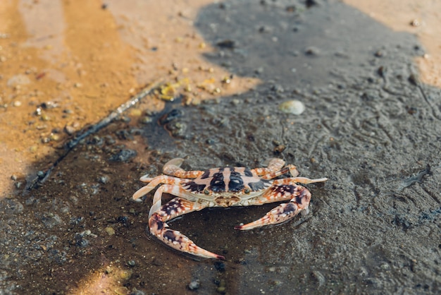 Tiger Crab che cammina sopra la bassa marea nella foresta della mangrovia con ombra umana.