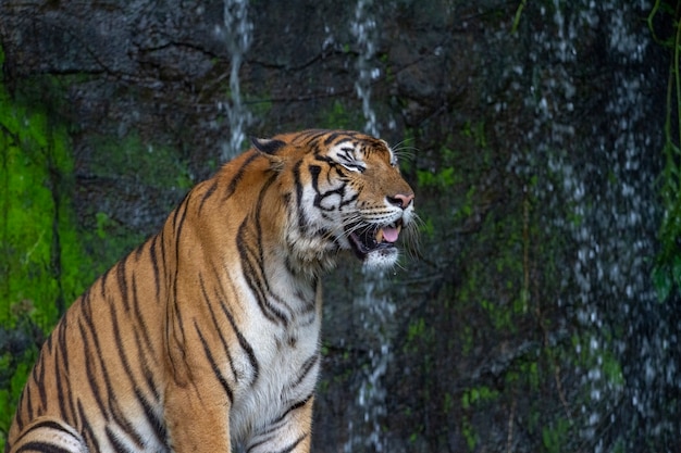 Tiger dormire di fronte alla cascata