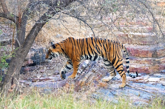 Tiger In Ranthambore