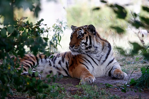 Tiger rilassante all'ombra in un parco faunistico