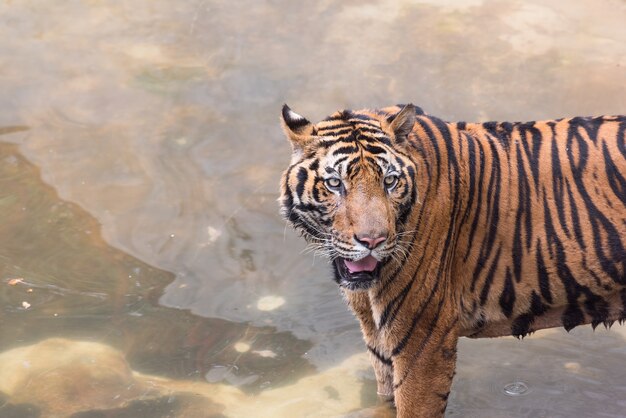 Tiger si leva in piedi nell&#39;acqua