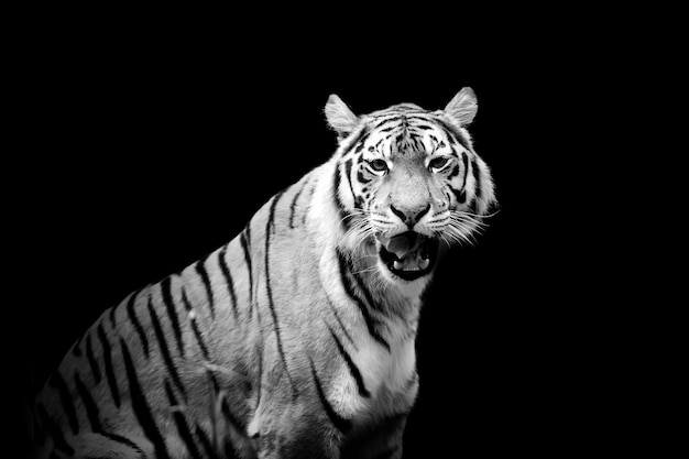 Tiger su sfondo scuro. Immagine in bianco e nero