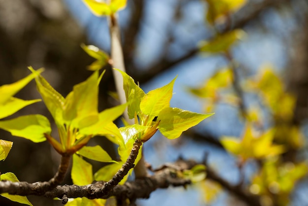 Tigli in primavera