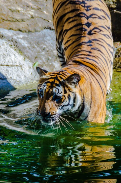 Tigre al lago allo zoo