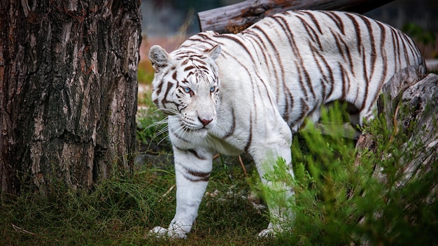 Tigre albina bianca con gli occhi azzurri in una natura