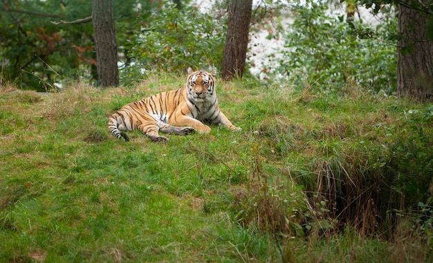 Tigre allo zoo, Kristiansand, Norvegia