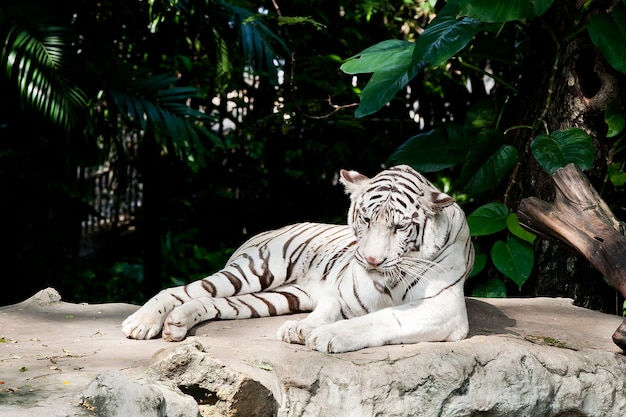 Tigre bianca che riposa su una roccia, guardando avanti