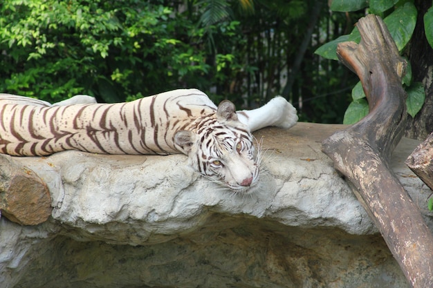 Tigre bianca su una roccia nel giardino zoologico che guarda l&#39;obbiettivo