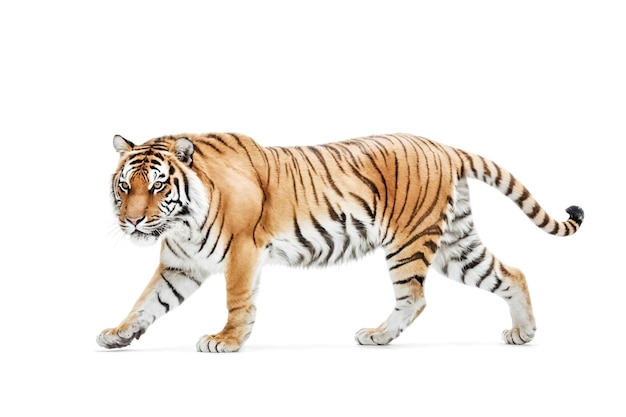 Tigre che cammina su uno sfondo bianco