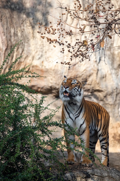 Tigre che mangia nello zoo