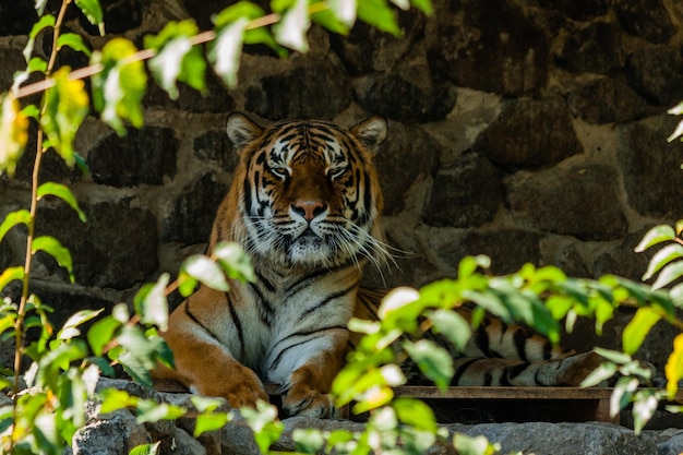 Tigre che riposa all'ombra si chiuda