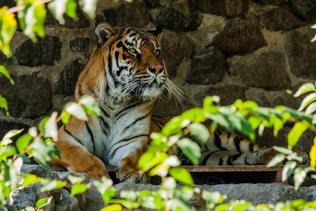 Tigre che riposa all'ombra si chiuda