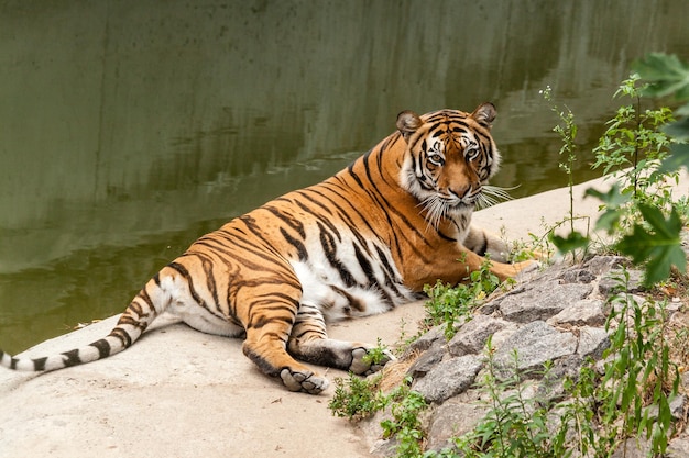 Tigre che riposa nella natura vicino all'acqua