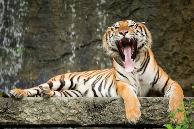 Tigre che sbadiglia su una roccia vicino a una cascata.