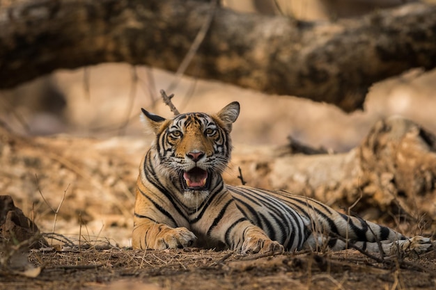 Tigre che si rilassa a terra