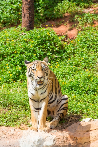 tigre del Bengala guardando la telecamera