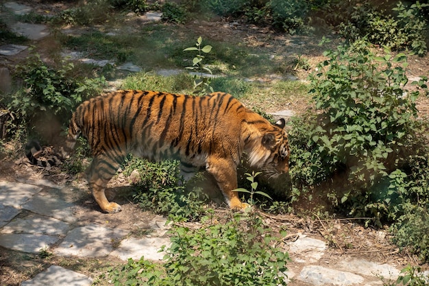 Tigre del Bengala himal