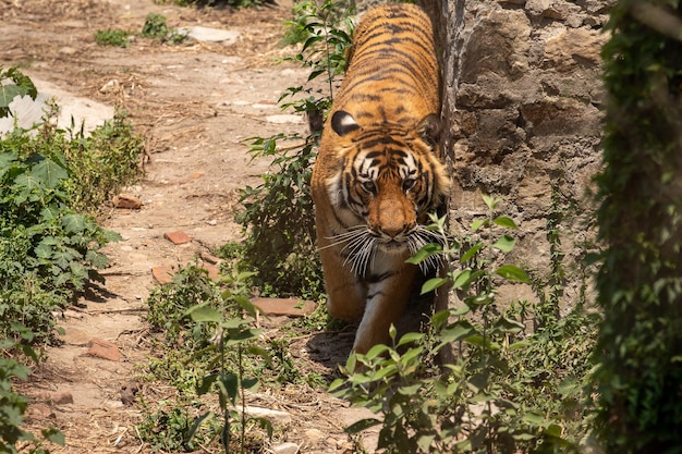 Tigre del Bengala himal