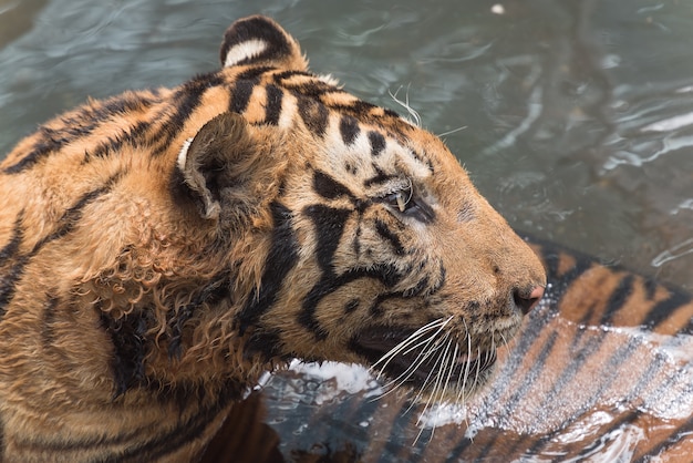 Tigre del Bengala in acqua