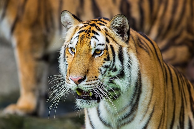 Tigre del Bengala in Tailandia