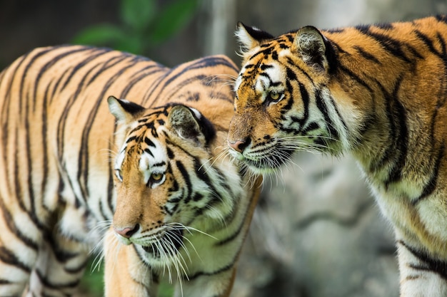 Tigre del Bengala in Tailandia